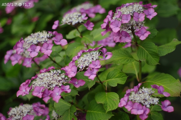 A50/1.7 @ f1,7